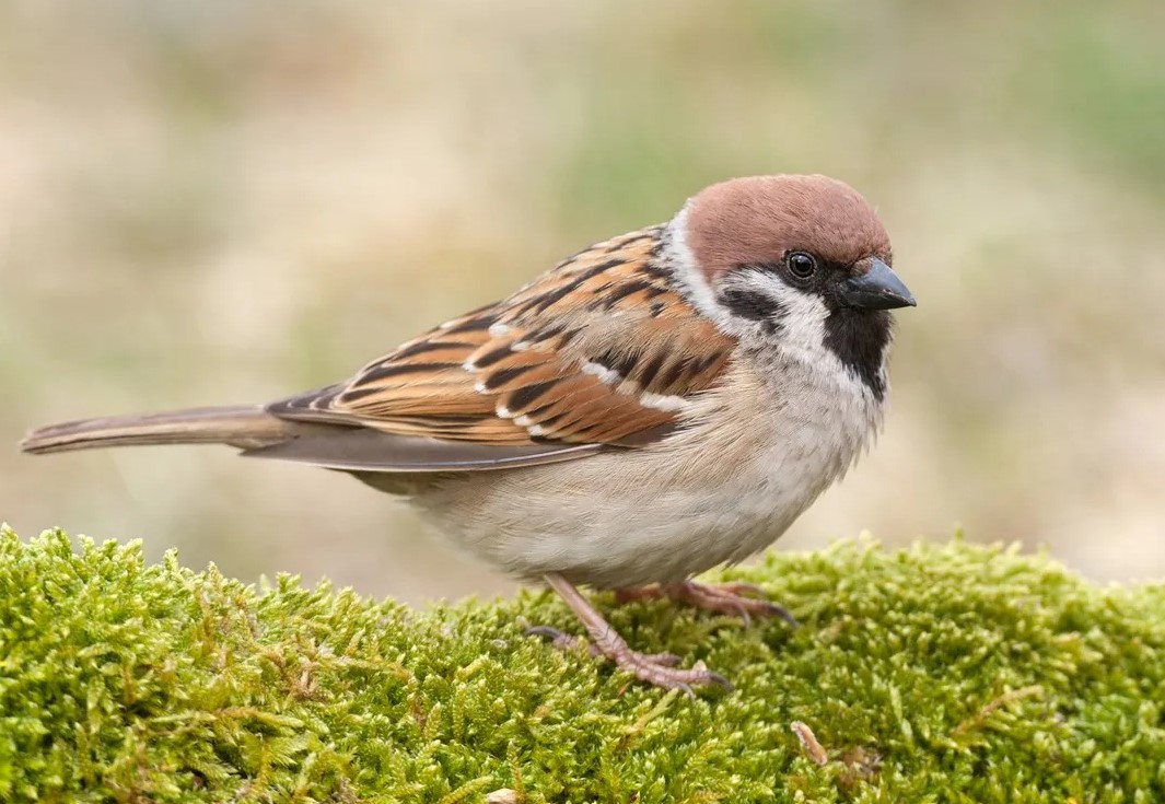 passera mattugia